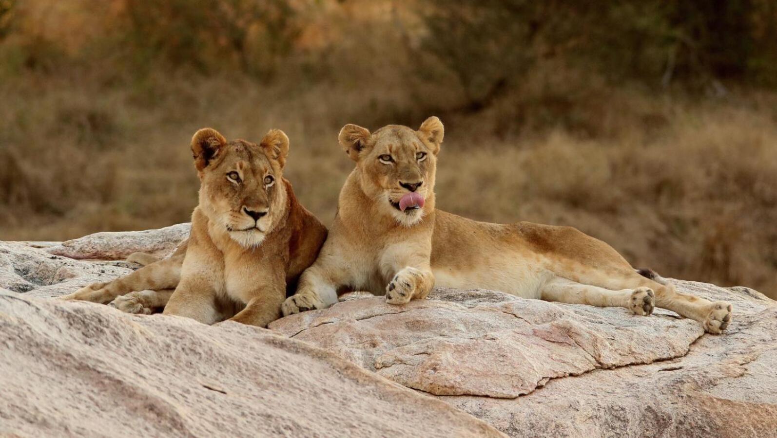 Leopard Hills Private Game Reserve Sabi-Sand-Reservat Exterior foto