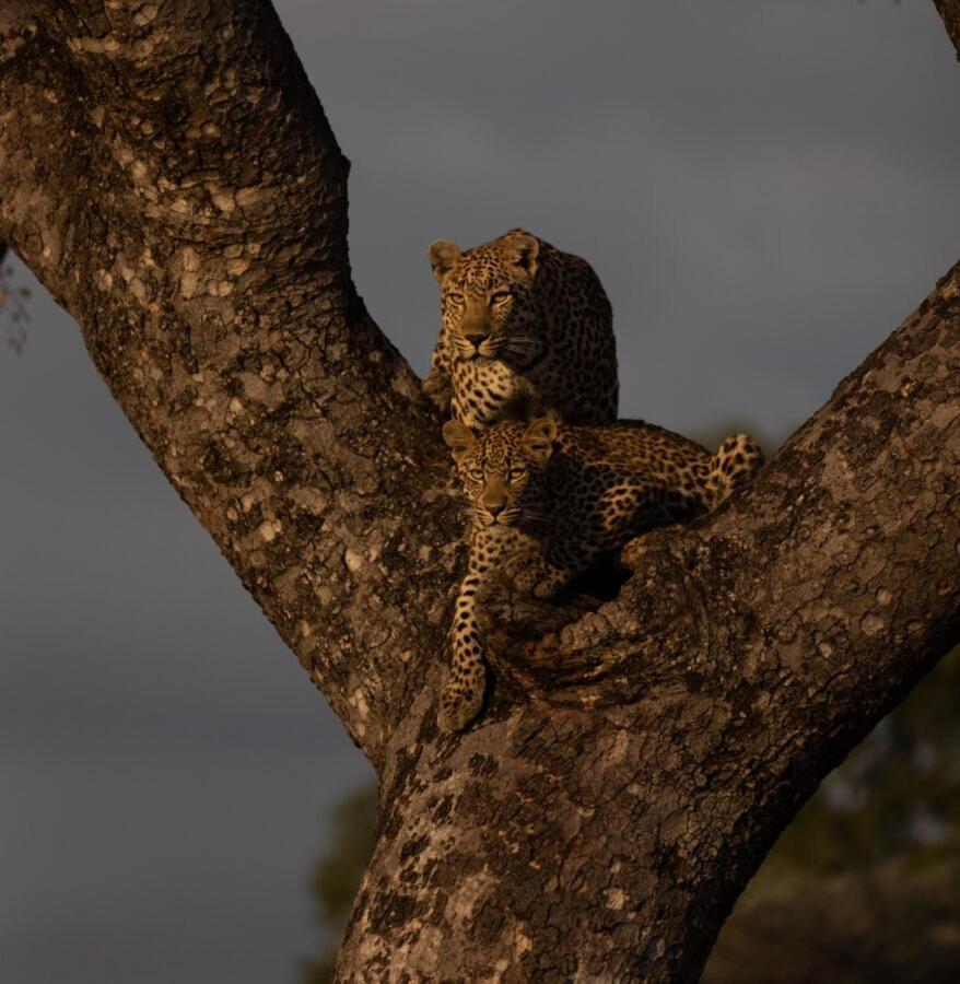 Leopard Hills Private Game Reserve Sabi-Sand-Reservat Exterior foto