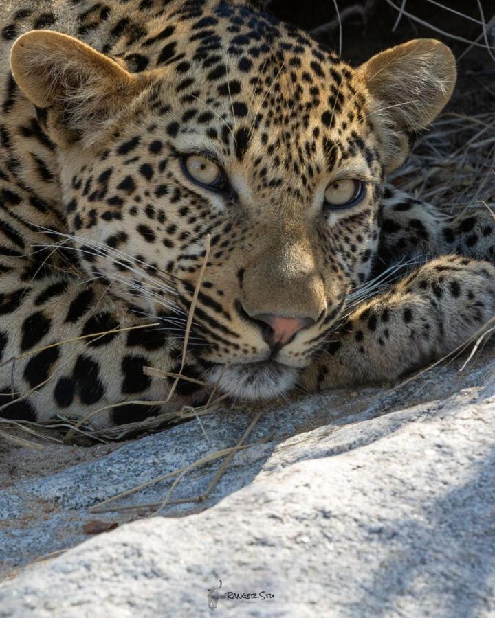 Leopard Hills Private Game Reserve Sabi-Sand-Reservat Exterior foto