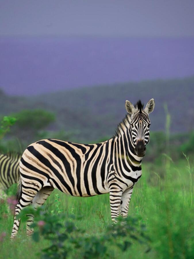Leopard Hills Private Game Reserve Sabi-Sand-Reservat Exterior foto