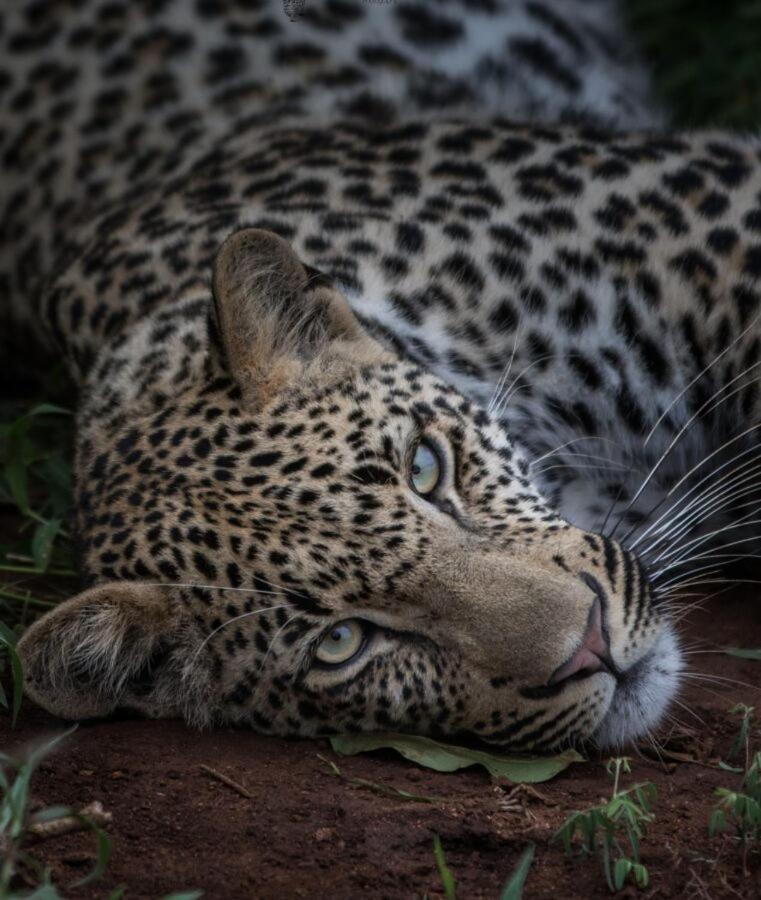 Leopard Hills Private Game Reserve Sabi-Sand-Reservat Exterior foto
