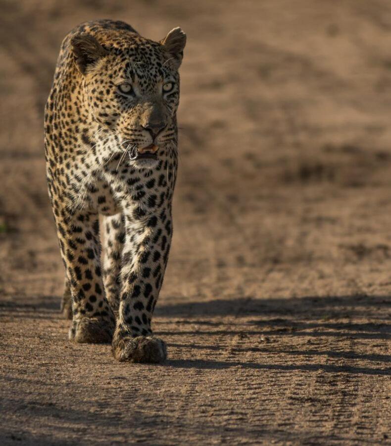 Leopard Hills Private Game Reserve Sabi-Sand-Reservat Exterior foto