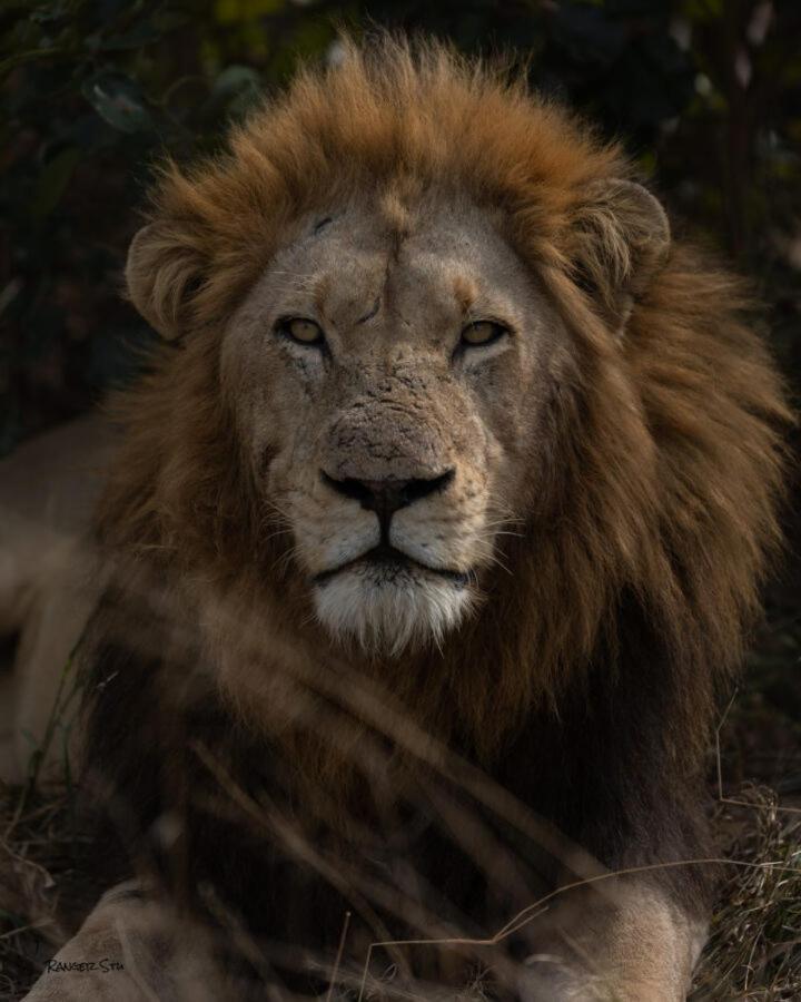 Leopard Hills Private Game Reserve Sabi-Sand-Reservat Exterior foto